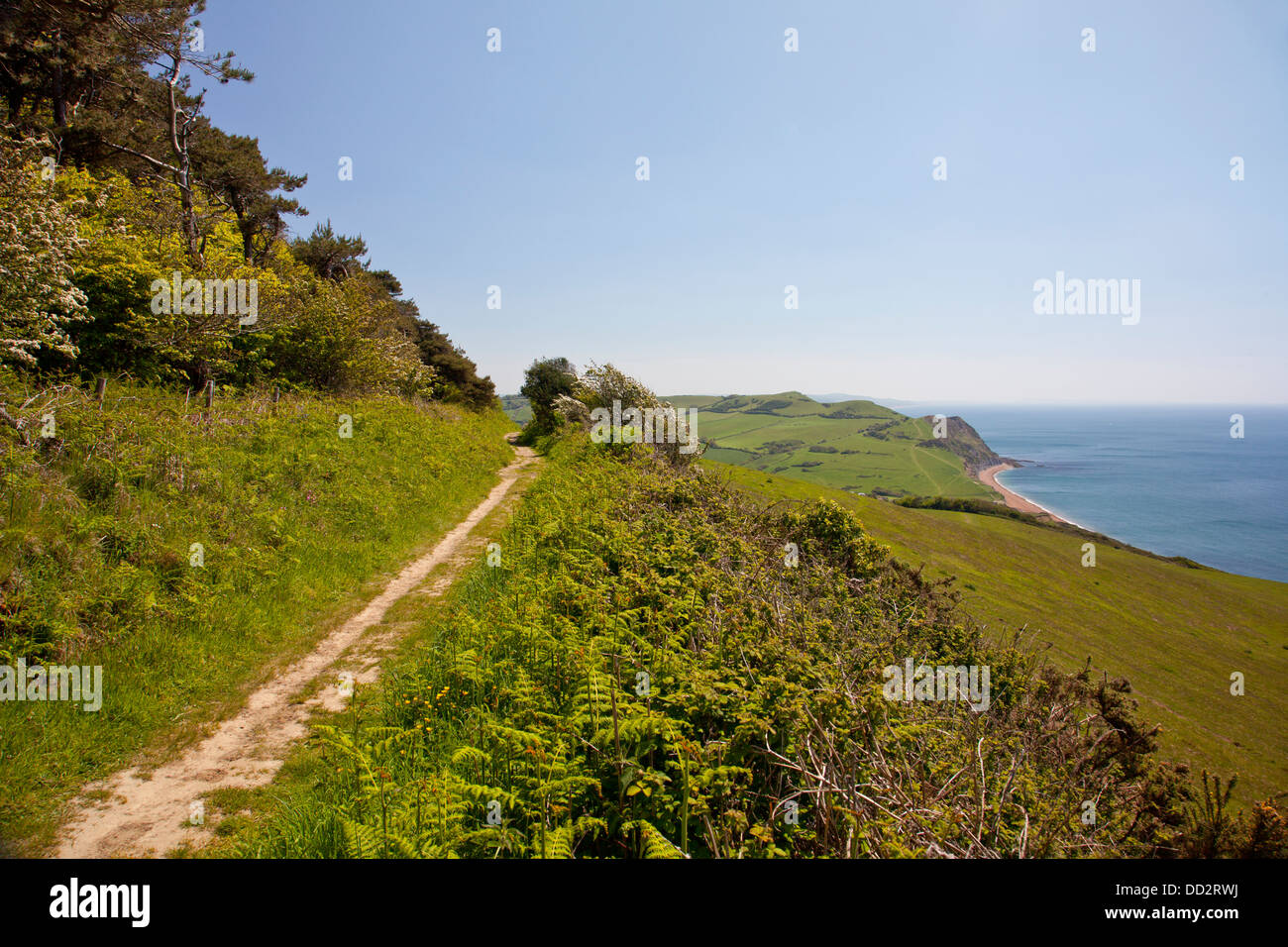 Ein "green Lane" Bestandteil der SW Coastal Path unter Golden Cap in der Nähe von einladendsten in Dorset, England, UK Stockfoto