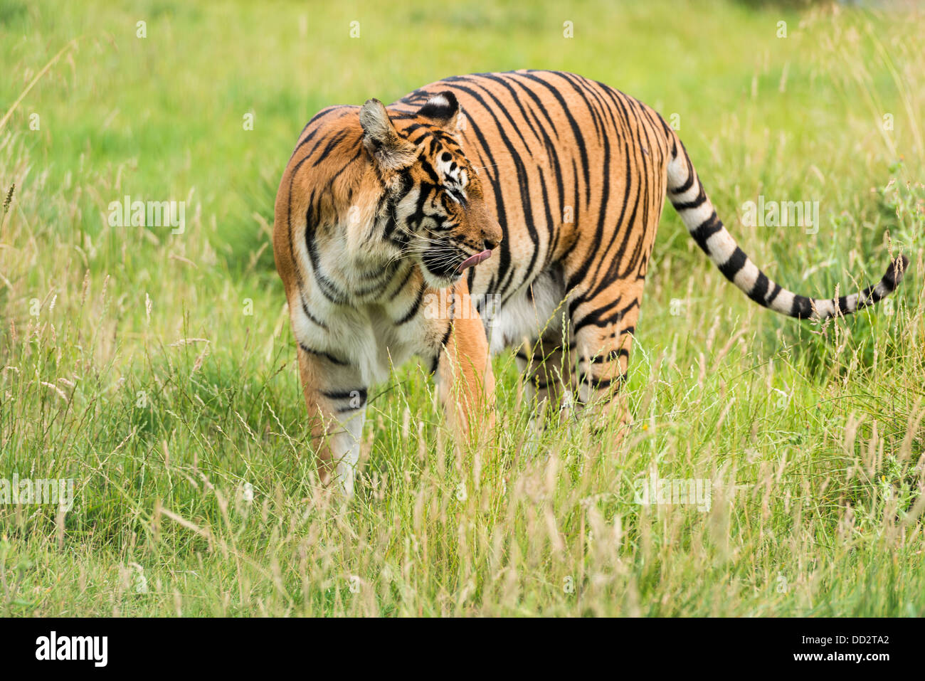 Bengal-Tiger (Panthera Tigris Tigris) Stockfoto