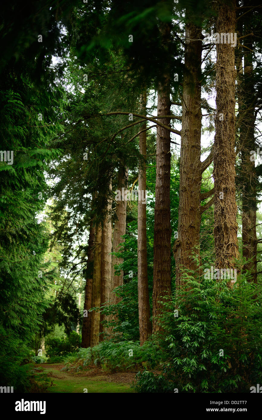 Große Bäume Stockfoto