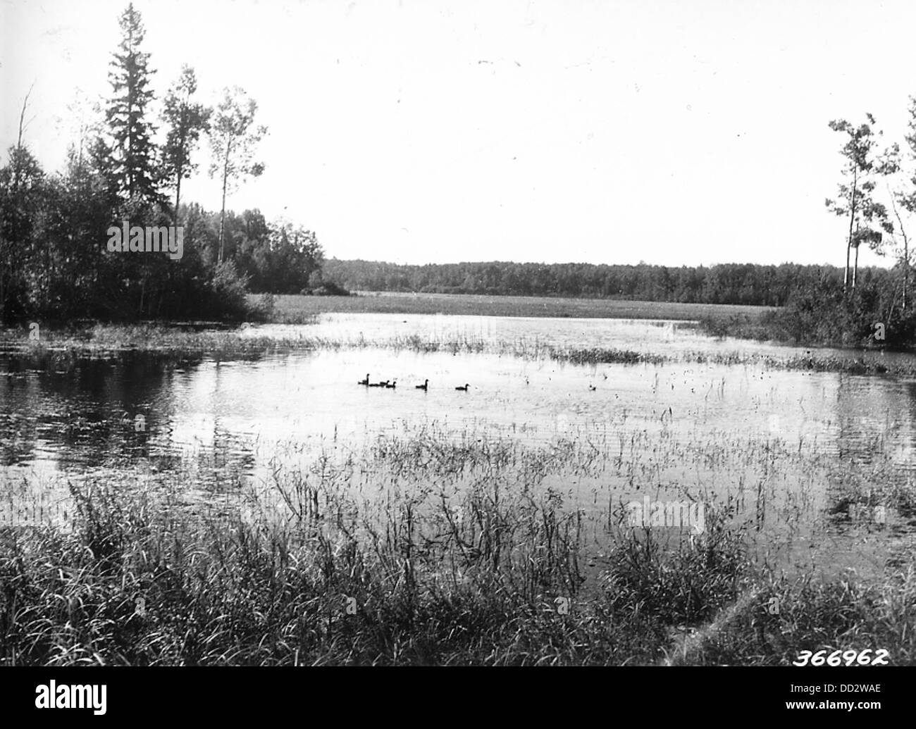 Mississippi Fluß Flowage mit Stockenten im Vordergrund--2128075 Stockfoto