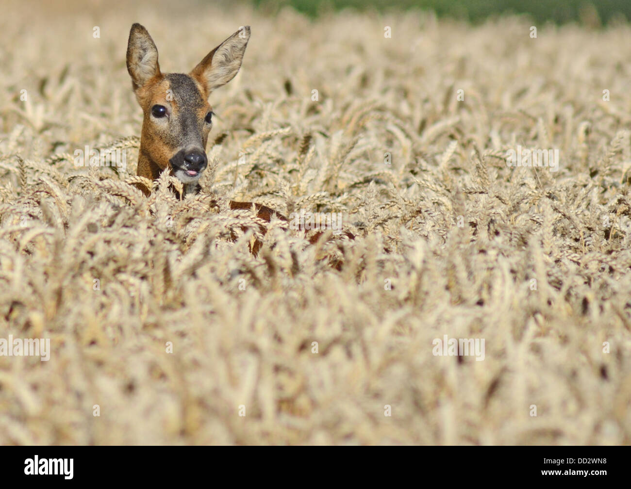Rehwild Doe Capreolus Capreolus in einem Feld von Mais Kopf und Ohren nur sichtbar mit Blick auf die Kamera Stockfoto