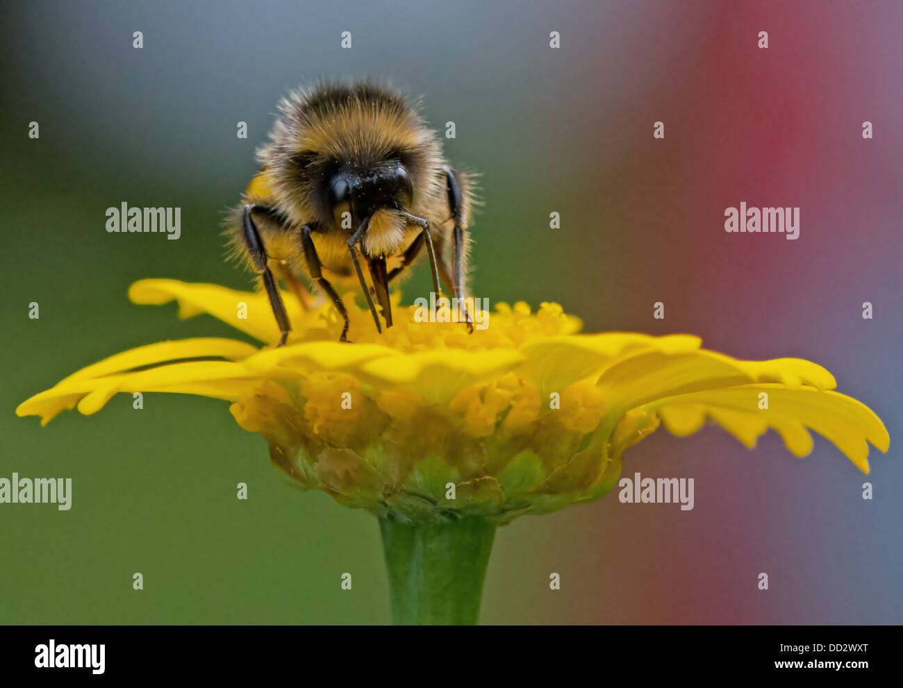Buff - Tailed Bumble Bee-Bombus Terrestris ernähren sich von wilden gelben Blüten. Sommer. UK Stockfoto