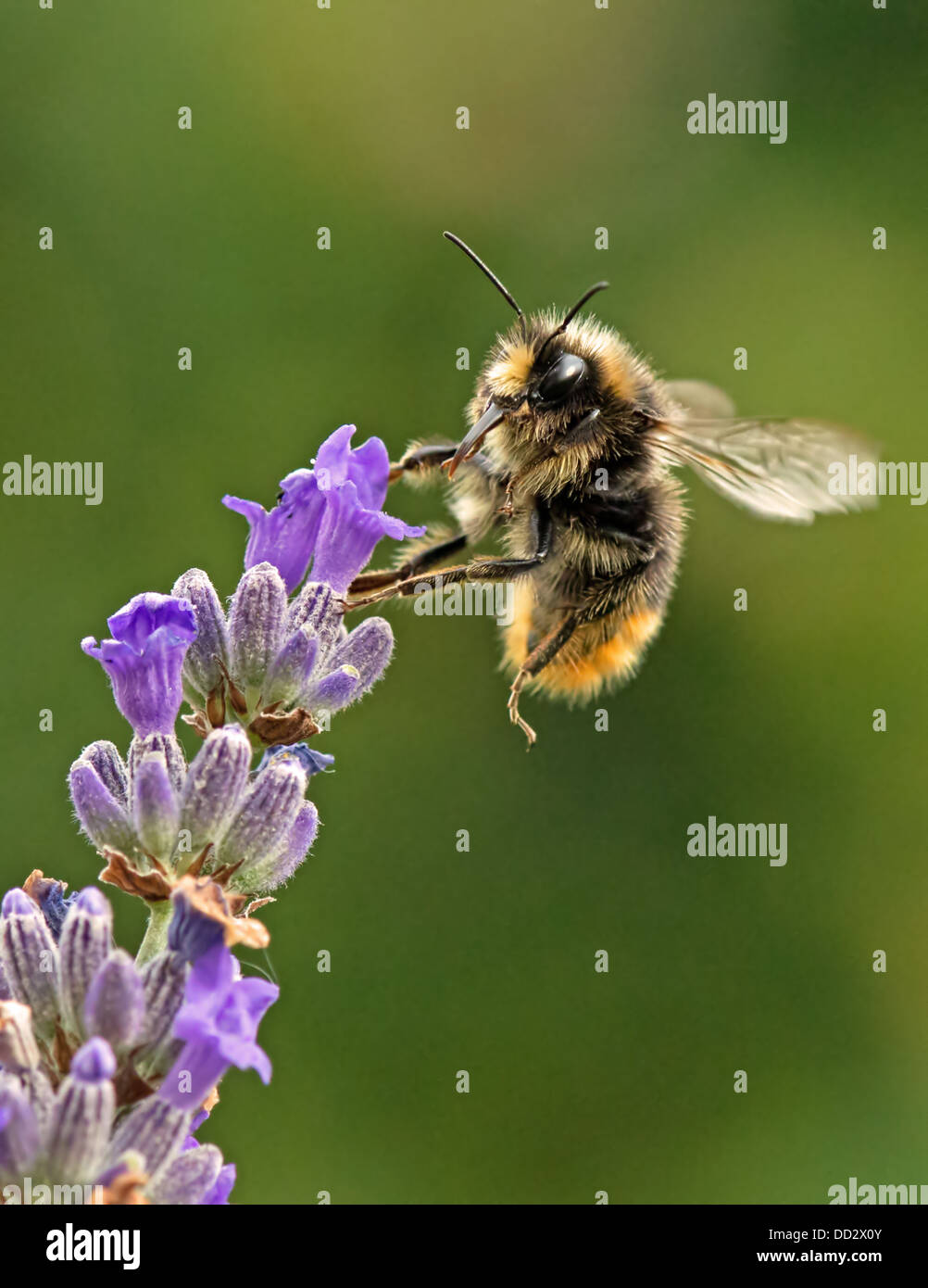Buff - Tailed Bumble Bee-Bombus Terrestris Fütterung auf englischer Lavendel-Lavandula. Sommer. UK Stockfoto