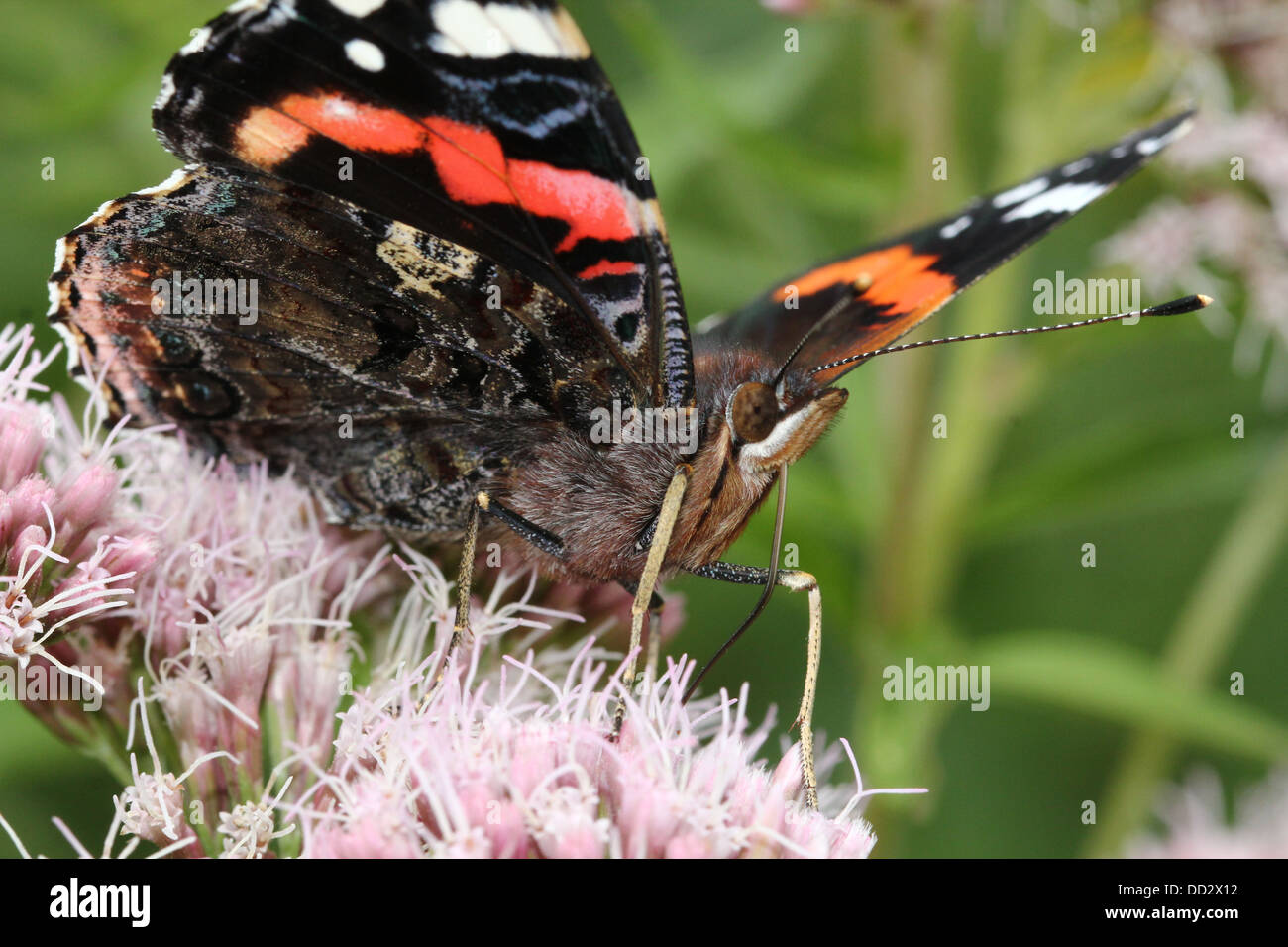 Butterfly Red Admiral (Vanessa Atalanta) auf Nahrungssuche auf einer Blume Stockfoto