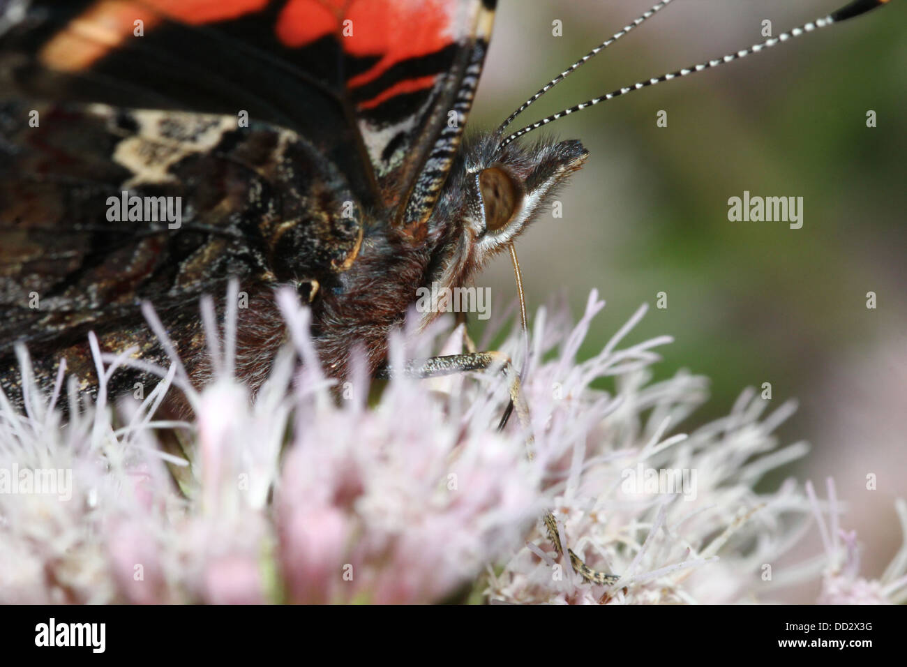 Extreme Nahaufnahme von Kopf und Körper des Schmetterlings Red Admiral (Vanessa Atalanta) auf Nahrungssuche auf einer Blume Stockfoto