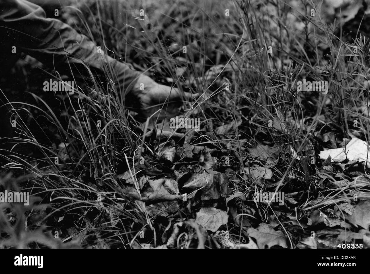 Ein Grundstück ist mit einer dichten Laubmatte bedeckt, die die dicke, natürliche Laubschicht, die typisch für Waldgebiete ist, hervorhebt und zur ökologischen Umwelt beiträgt. Stockfoto