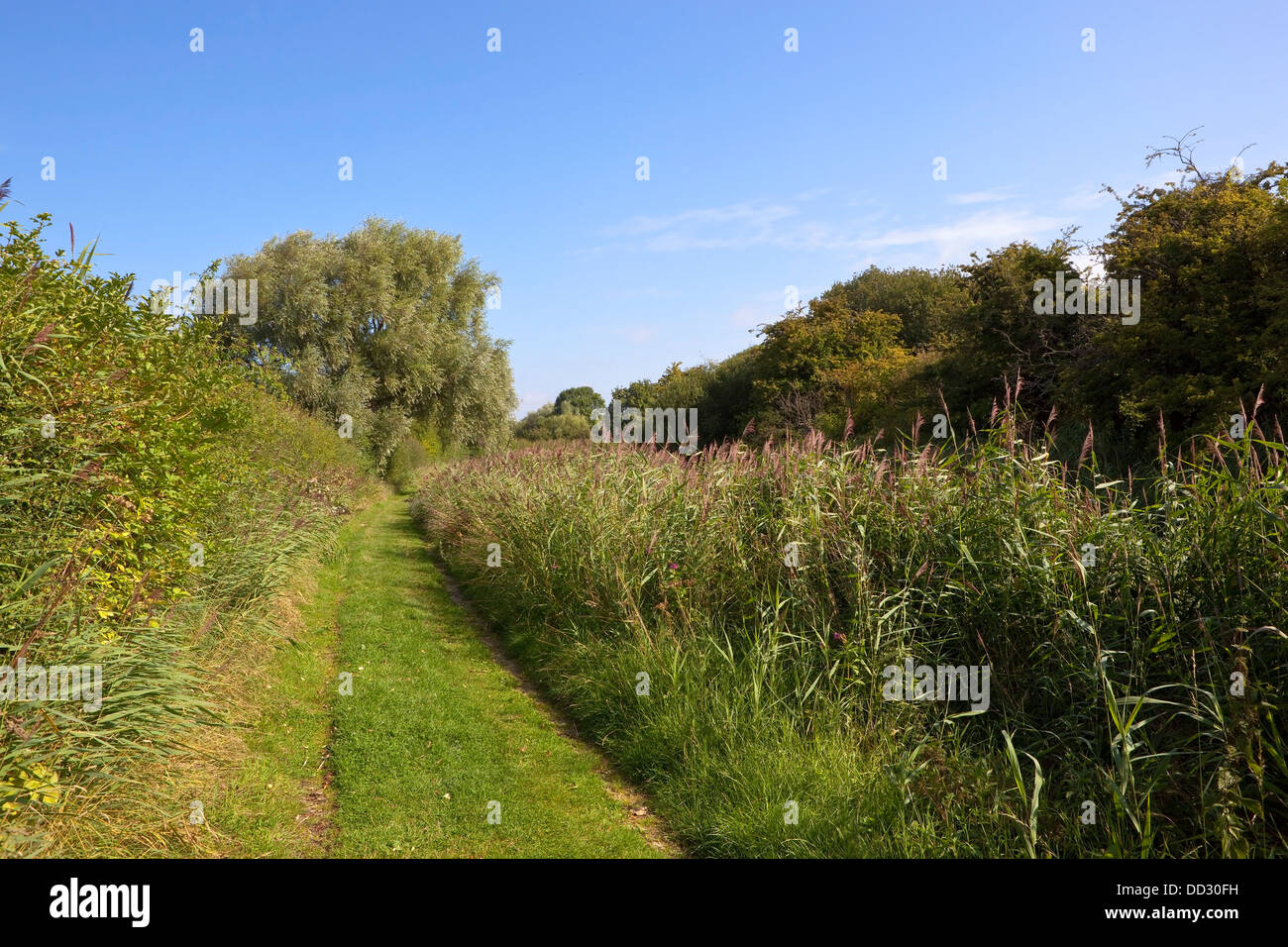 Eine neu geschnittene Kanal Leinpfad mit Hecken, Schilf und Weide unter blauem Himmel im Spätsommer Stockfoto