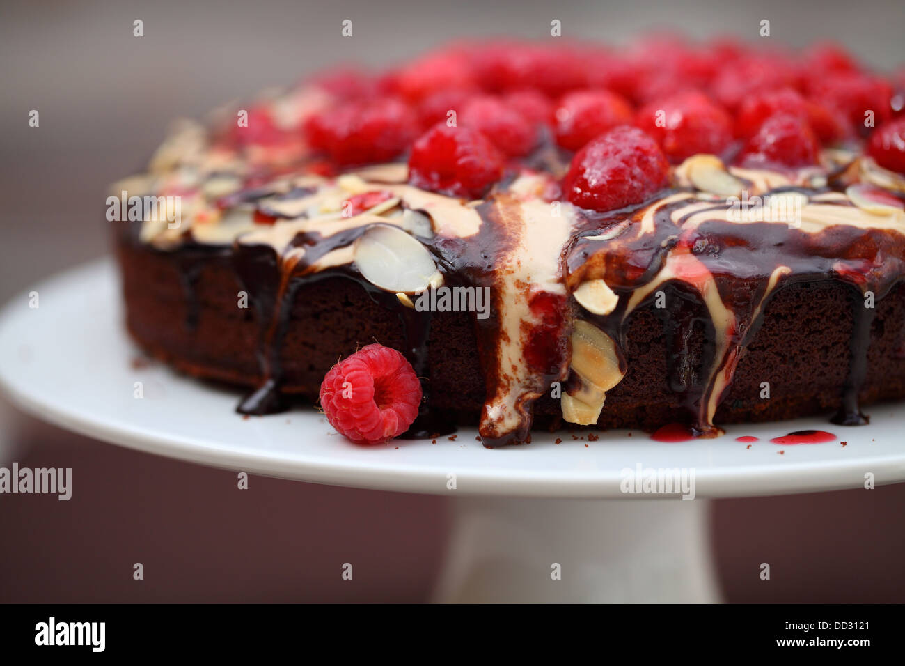 Schoko-Himbeer-Torte Stockfoto
