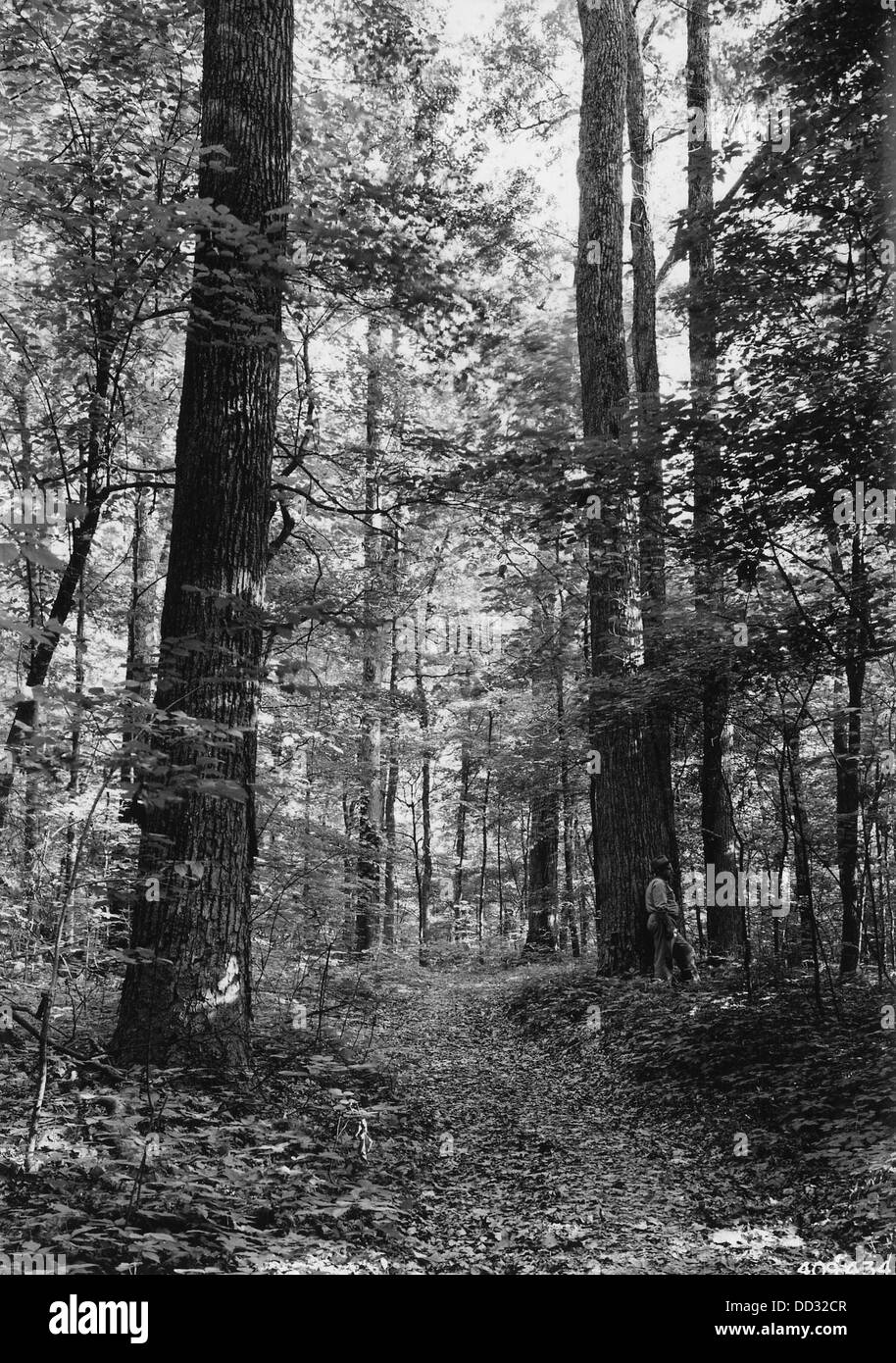 Ein unberührter Stand aus Tulpenpappeln und Weißeichen, der die unberührte Natur zeigt. Diese Bäume repräsentieren in ihrem natürlichen Zustand einheimische Waldökosysteme. Stockfoto