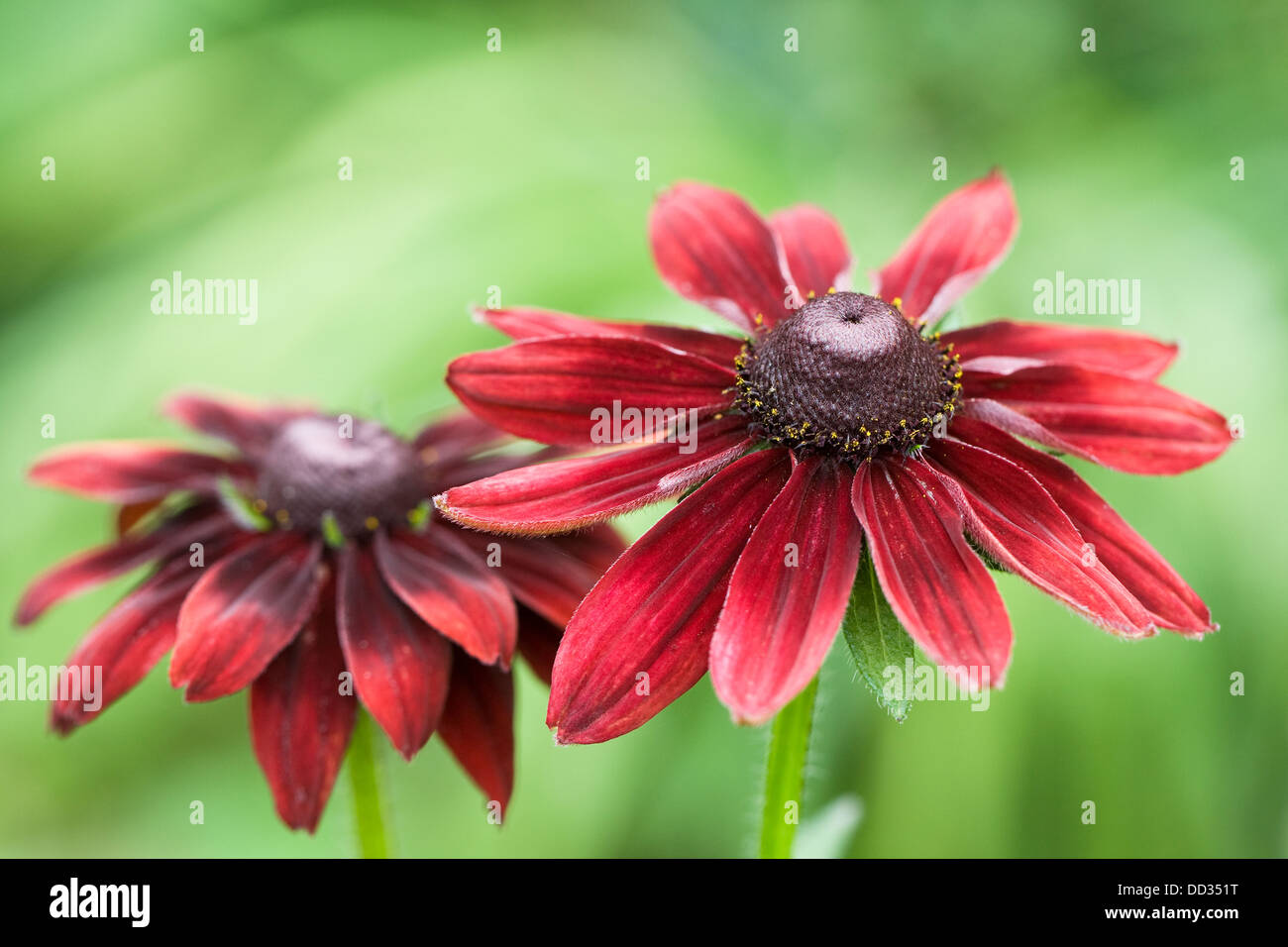 Rudbeckia Hirta 'Cherry Brandy' wächst in einem krautigen Grenze. Stockfoto