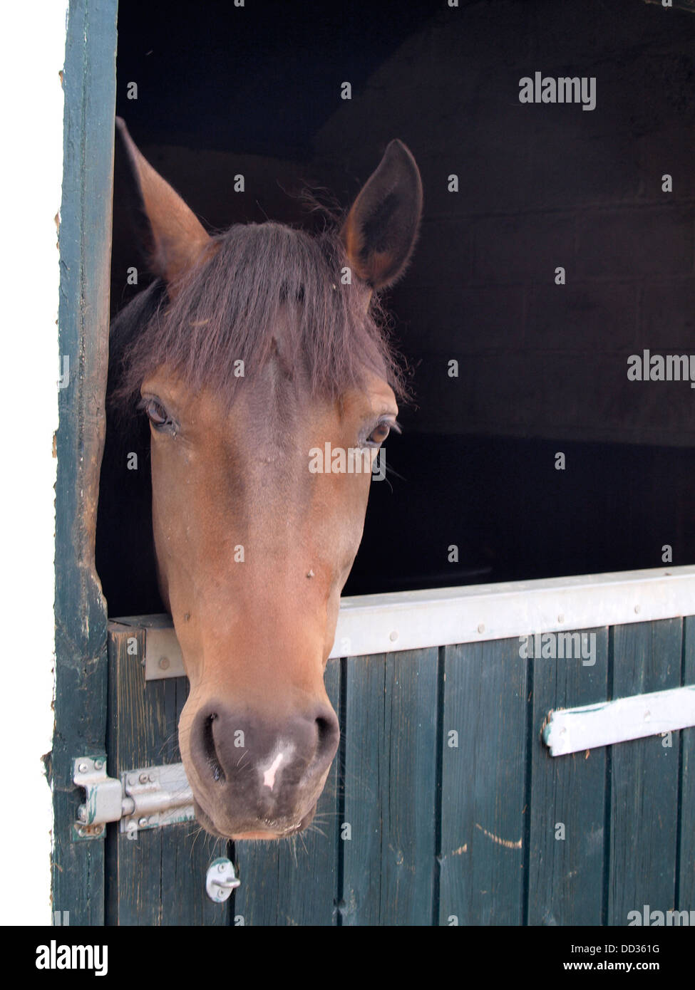Pferd im Stall mit Kopf über Tür, UK 2013 Stockfoto