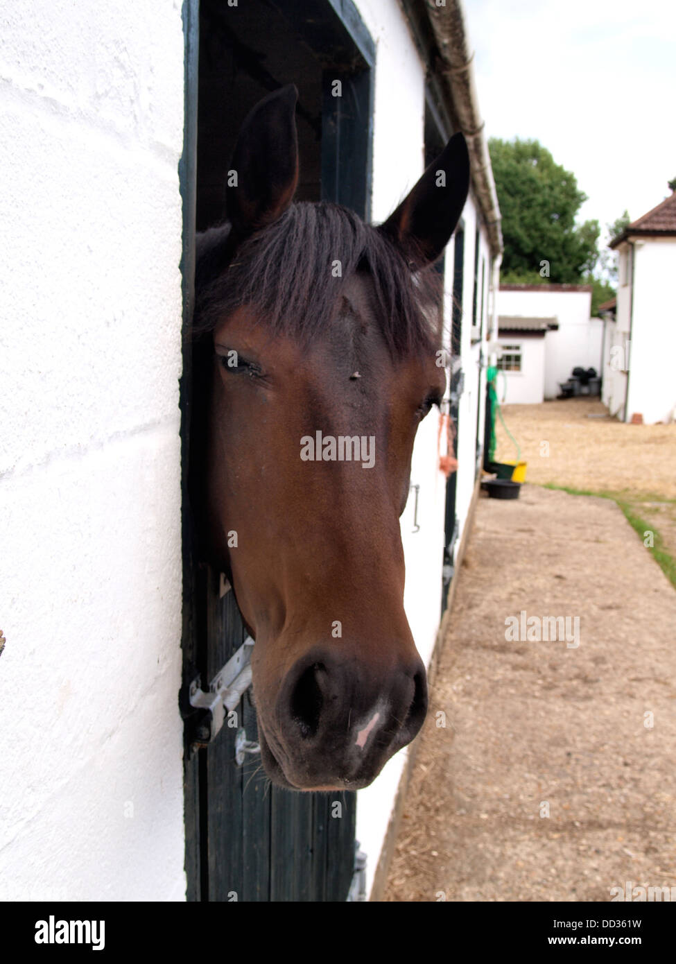 Pferd mit Kopf über stabile Tür, UK 2013 Stockfoto