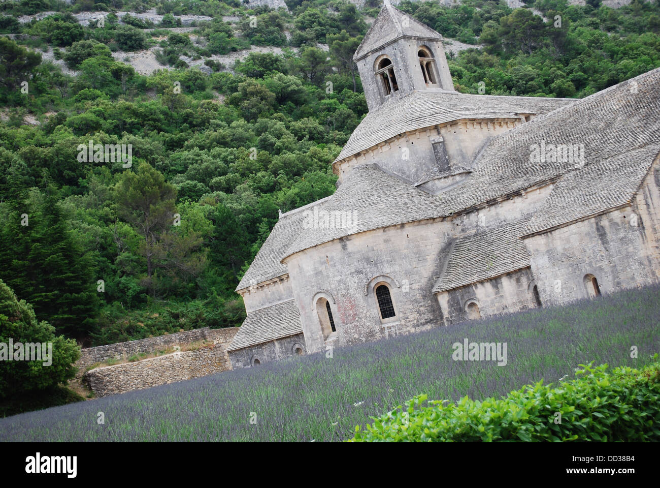 Senanque Abbey mit Lavendelfeld, Gordes, Vaucluse, Provence, Frankreich Stockfoto