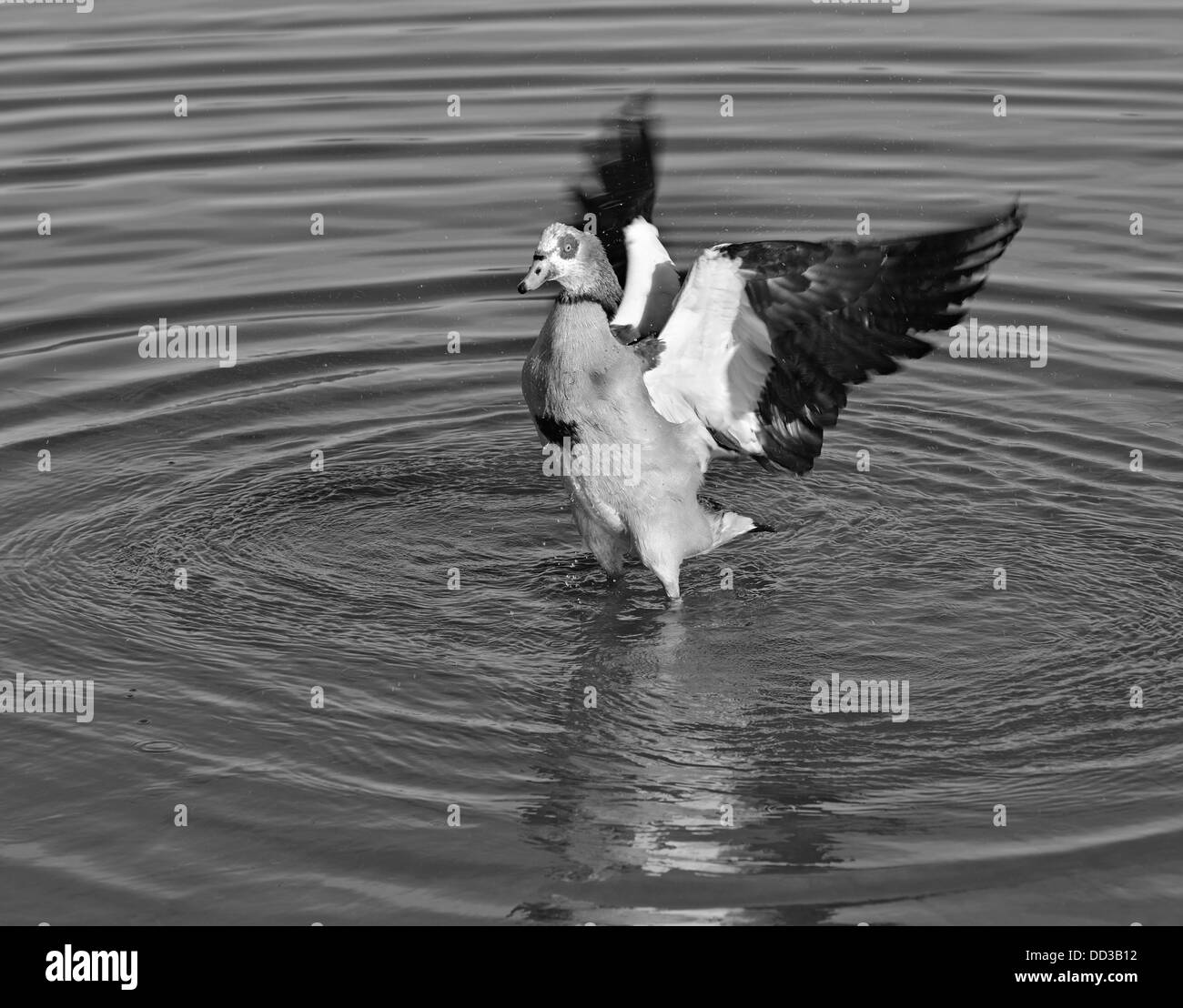 Nilgans Baden, Heron Teich, Bushy Park, London, UK Stockfoto