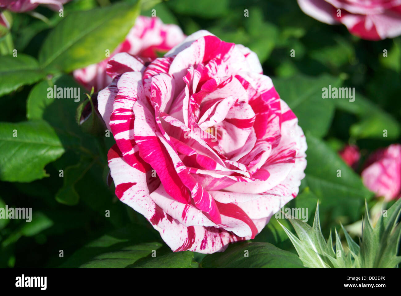 Weiße und rosa gesprenkelt rose Stockfoto