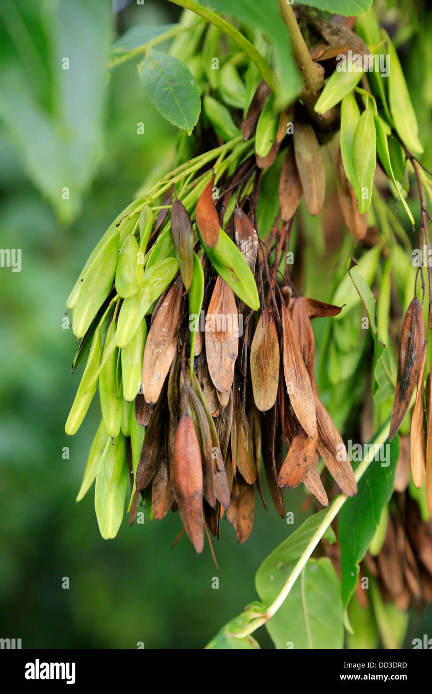 Asche; Fraxinus Excelsior; Samen oder Schlüssel; UK Stockfoto