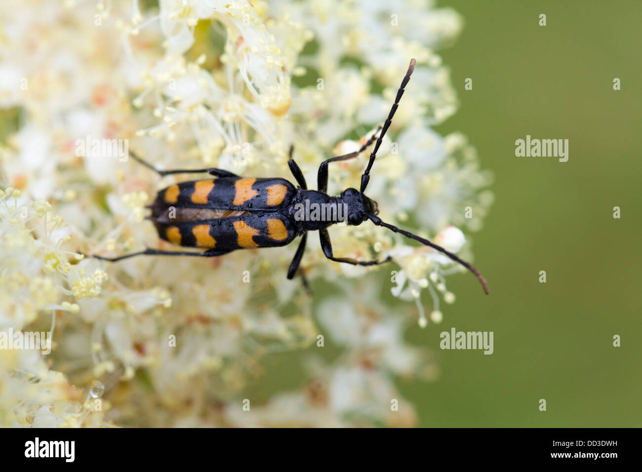 Vier gebändert Longhorn Beetle; Leptura Quadrifiasciata; Sommer; UK Stockfoto