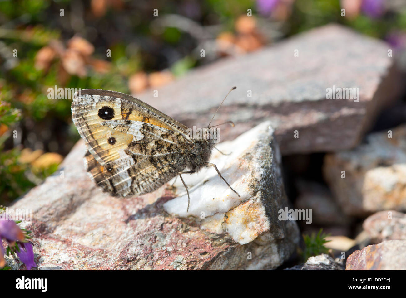 Äsche Schmetterling; Hipparchia Semele; Juli; UK Stockfoto