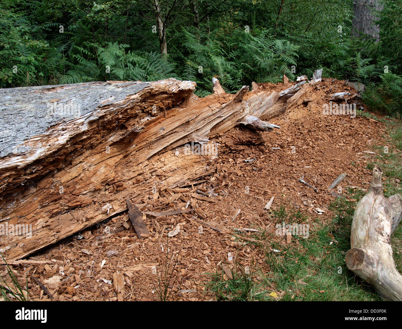 Verfallende Baumstamm, New Forest, Hampshire, UK 2013 Stockfoto