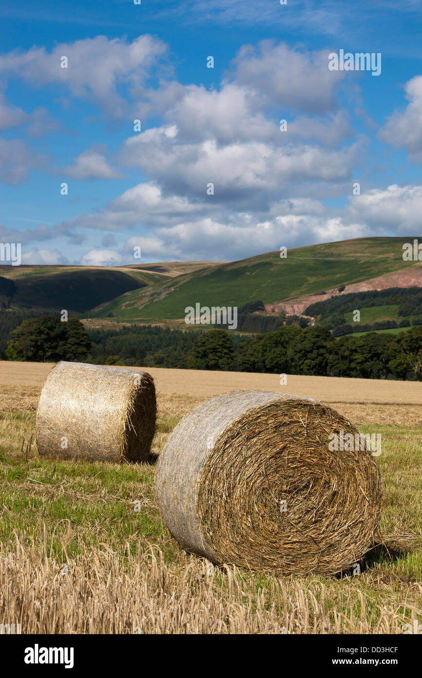 Strohballen auf einem Feld; Northumberland, England Stockfoto