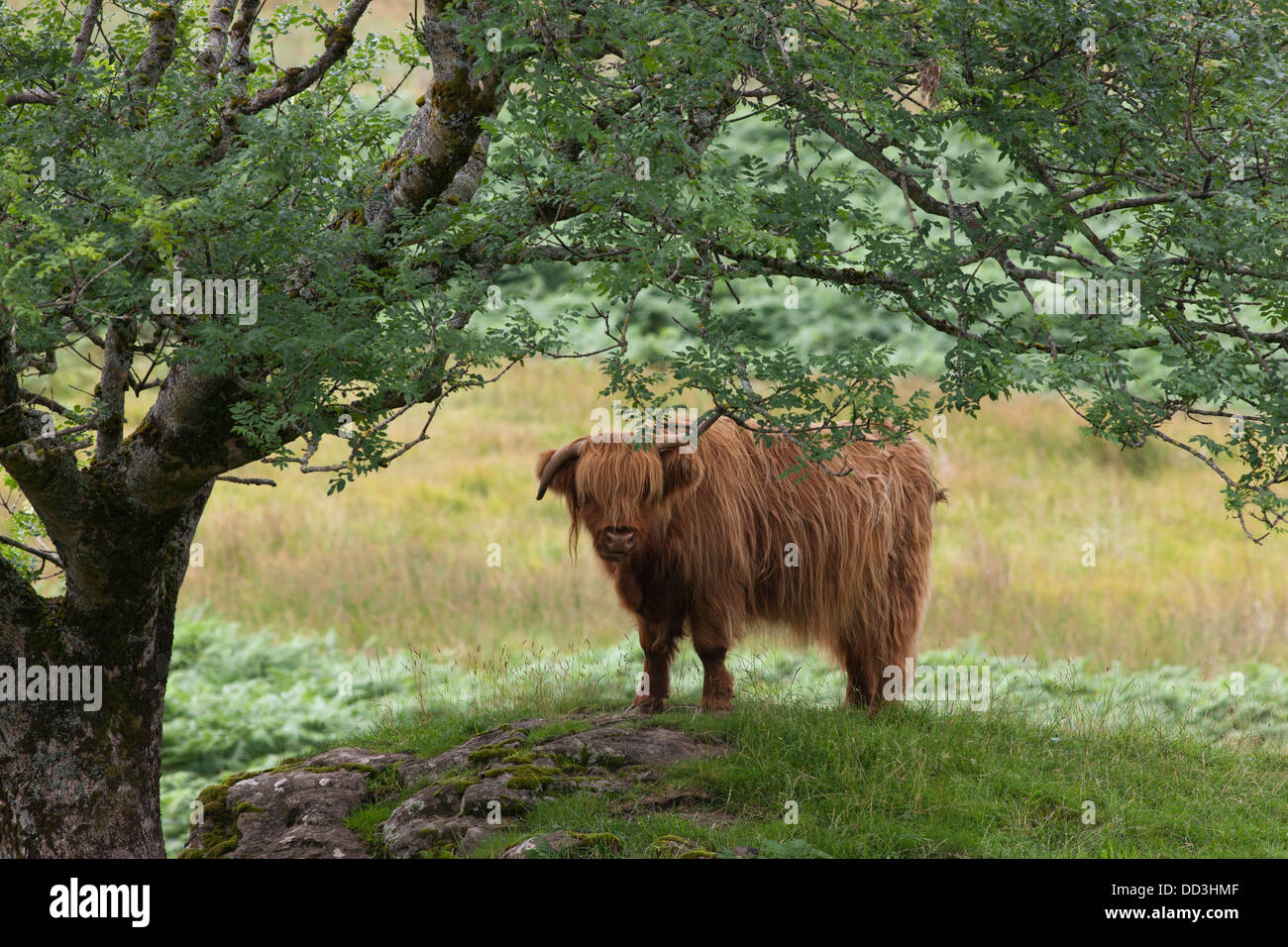 Hochlandrinder stehen unter einem Baum; Argyl, Schottland Stockfoto