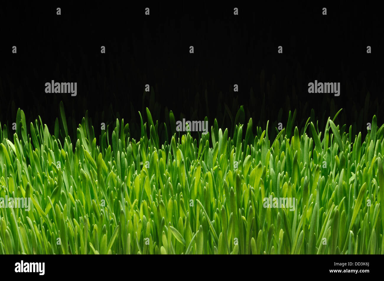 Ein Teil der wachsenden grünen Rasen auf einem schwarzen Hintergrund Stockfoto