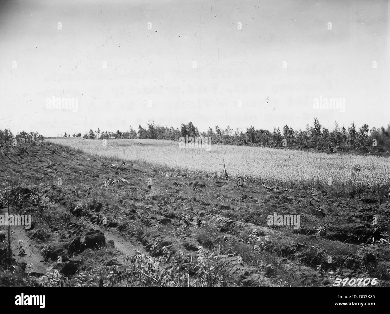 Dieses Bild zeigt einen Futterfleck aus Buchweizen, der als Nahrung für Bergwildvögel gepflanzt wurde. Buchweizen ist ein schnell wachsendes Erntegut, das Wildtiere anzieht und Wildvogelpopulationen zugute kommt. Stockfoto