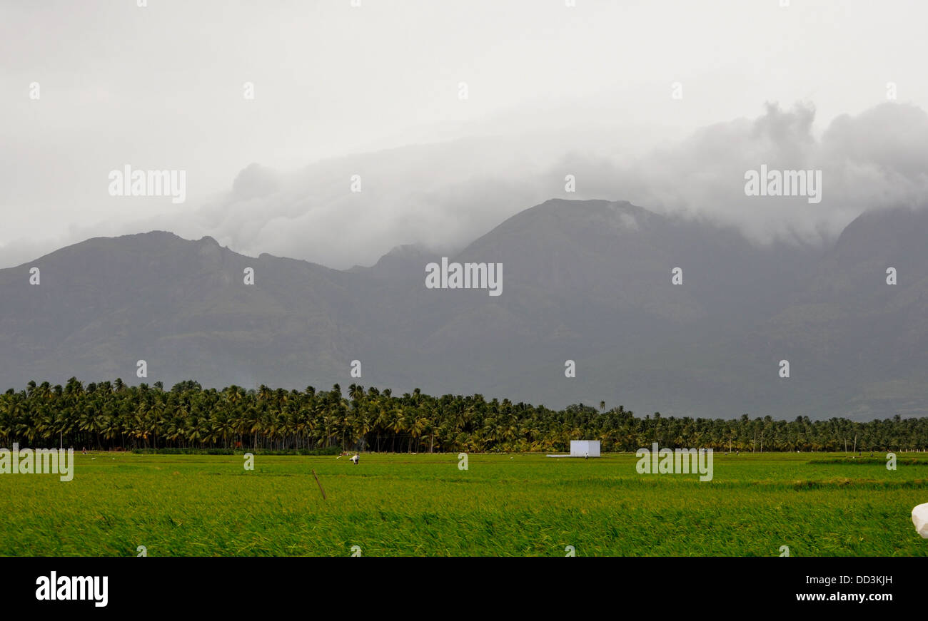 Nilgiris Gebirge und Bauernhöfe in Südindien Stockfoto