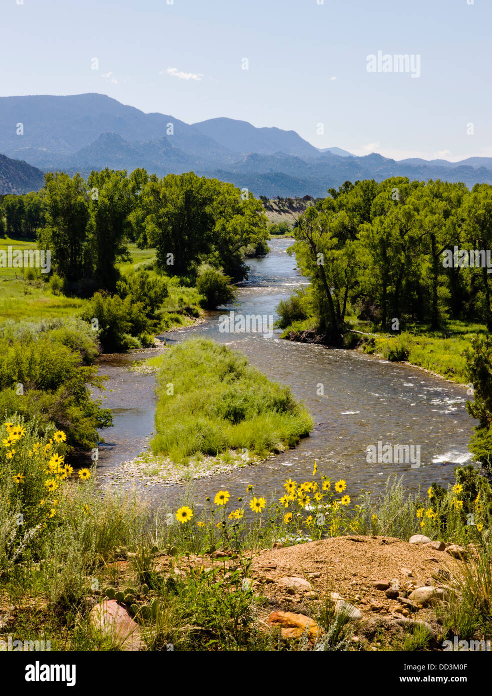Wilden Sonnenblumen entlang des Arkansas River in der Nähe von Buena Vista, Chaffee County, Colorado, USA Stockfoto