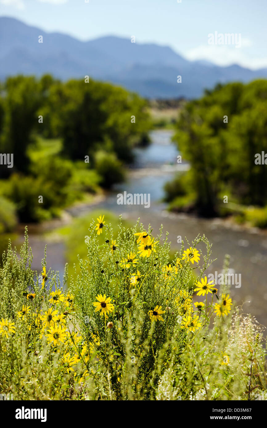 Wilden Sonnenblumen entlang des Arkansas River in der Nähe von Buena Vista, Chaffee County, Colorado, USA Stockfoto