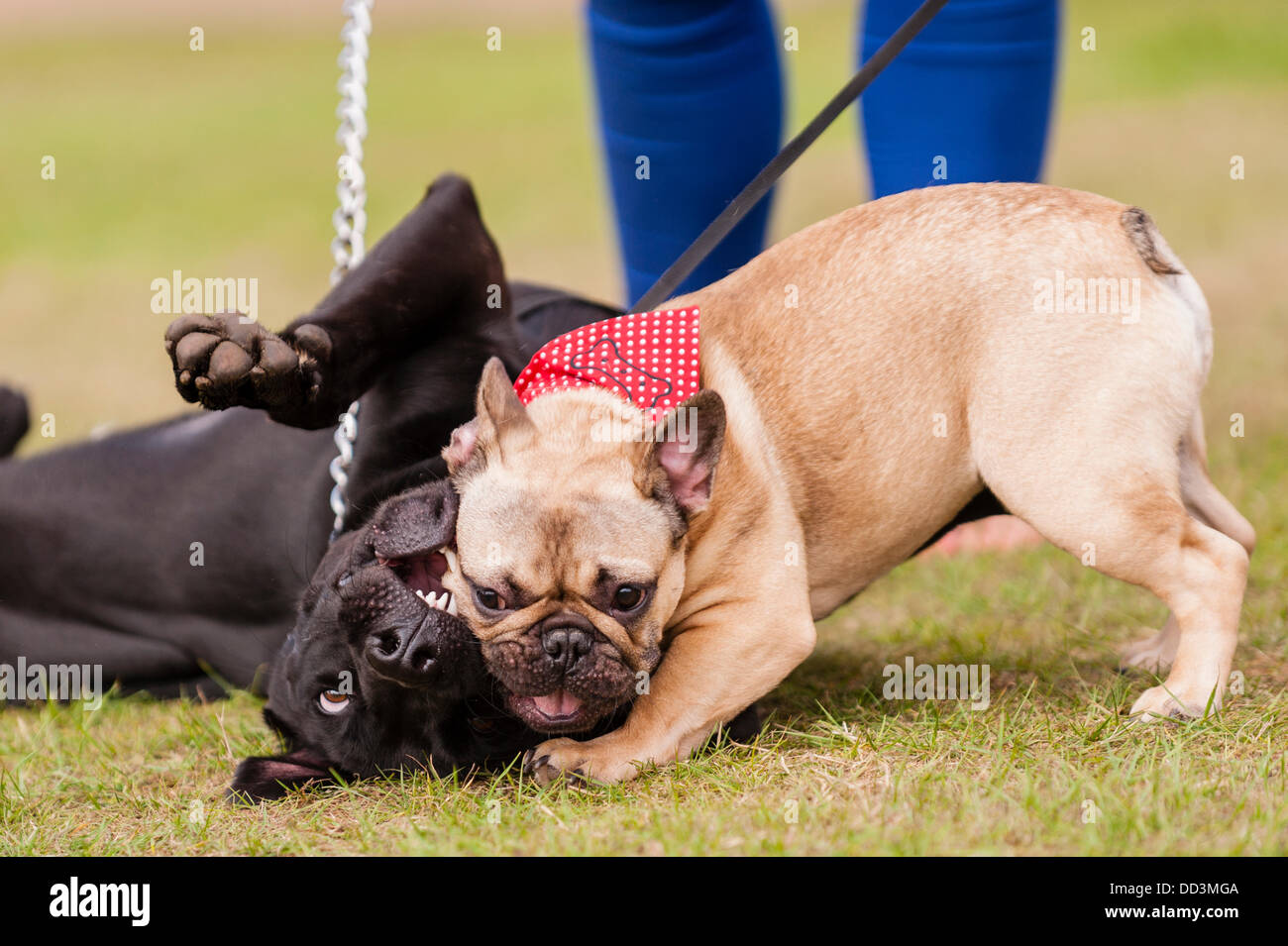 25. August 2013, entpuppen fantastischem Wetter und ein großes wie zwei Hunde viel Spaß auf der alle über Hunde Show in Norfolk Showground, Norwich, Norfolk, England, Großbritannien, Uk Stockfoto