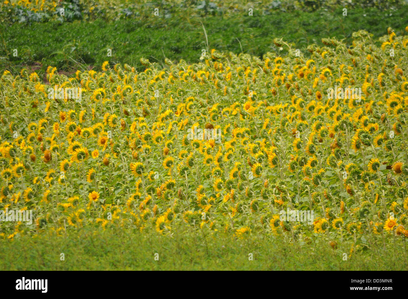 Sonnenblume Bauernhof Stockfoto