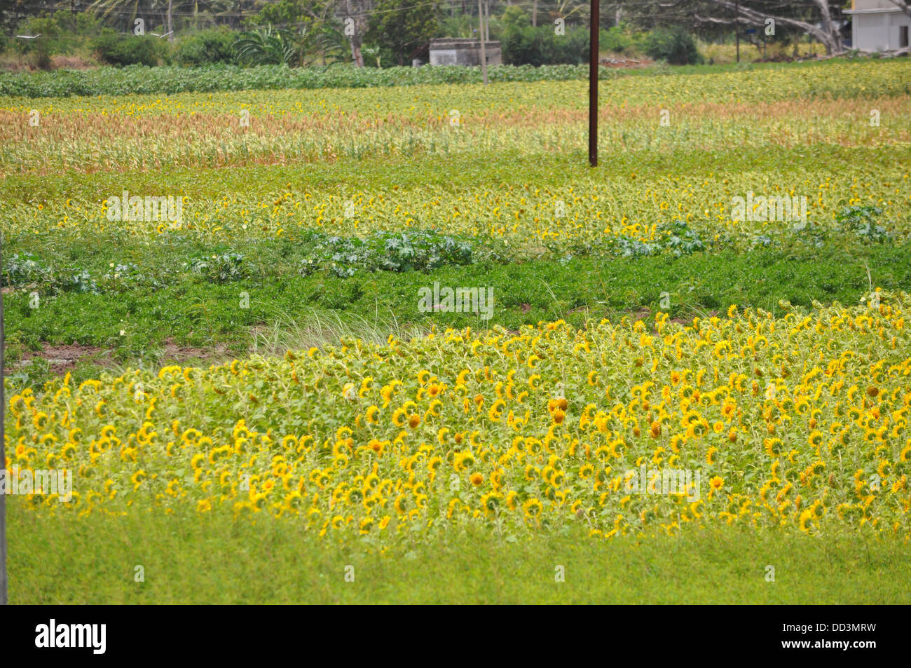 Sonnenblumenfelder Stockfoto