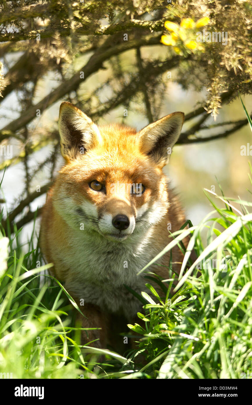 Rotfuchs im Sommer Stockfoto