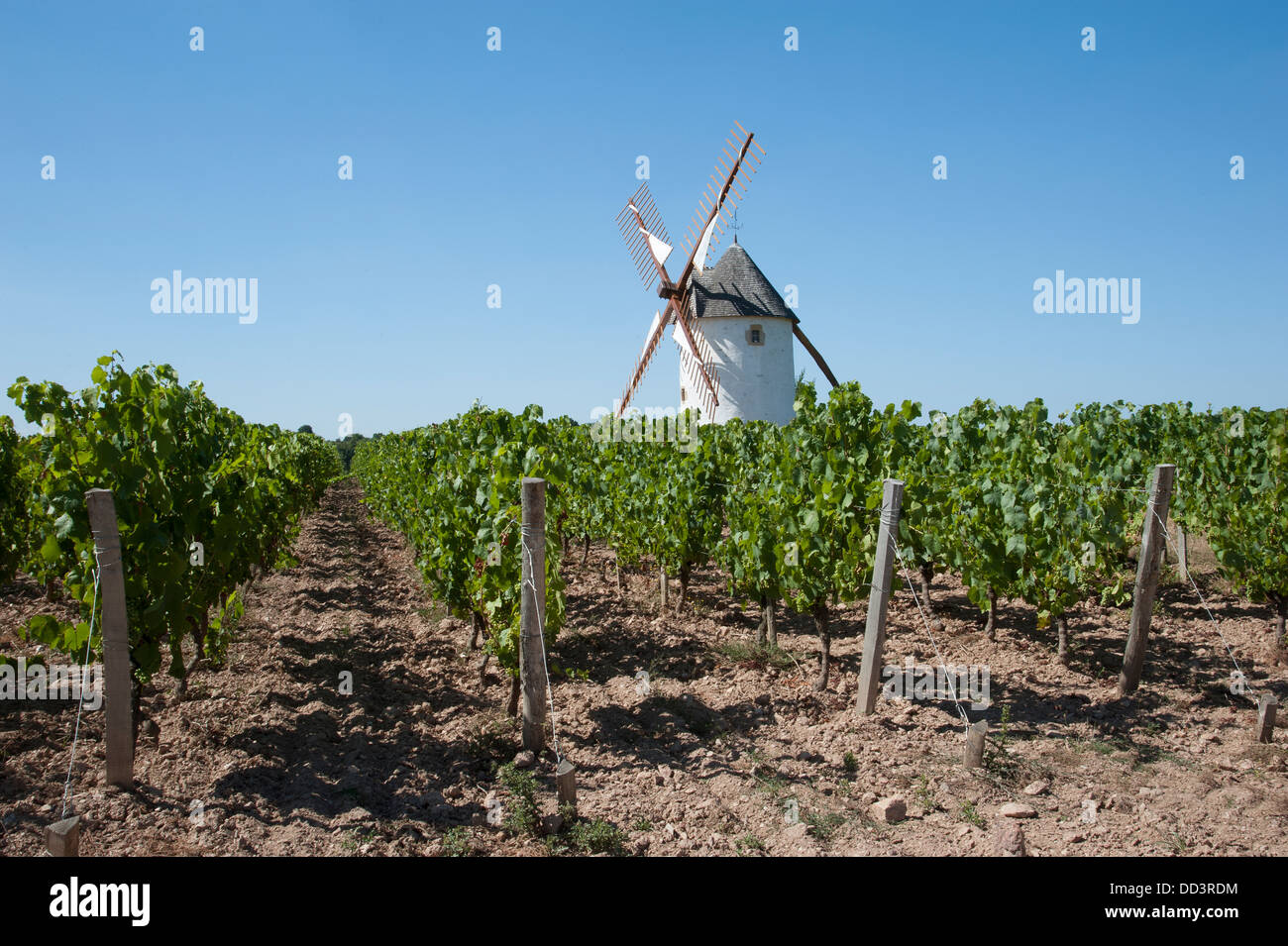 Windmühle stehend in einem Weinberg am Rosnay in der Vendee-Region von Frankreich Stockfoto