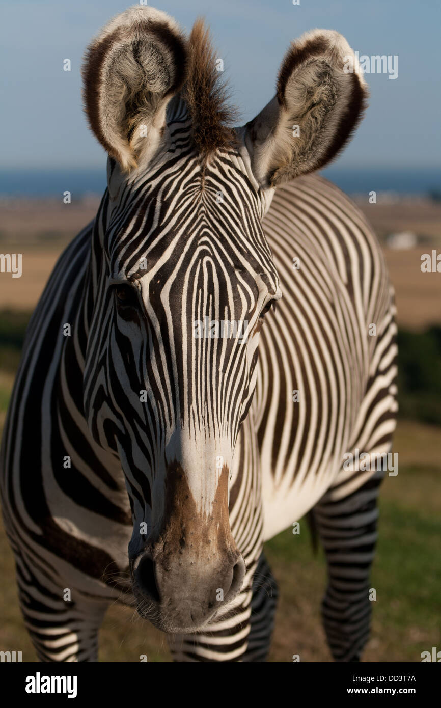 Eine Grevy-Zebra in Gefangenschaft im Vereinigten Königreich Stockfoto