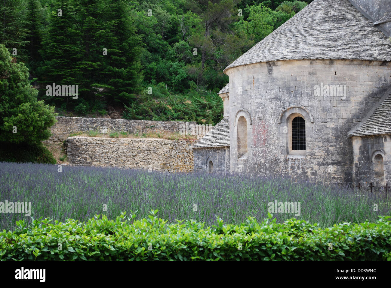Senanque Abbey mit Lavendelfeld, Gordes, Vaucluse, Provence, Frankreich Stockfoto