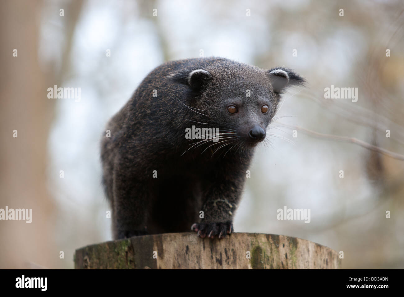 Eine unverlierbare Binterong im Vereinigten Königreich Stockfoto
