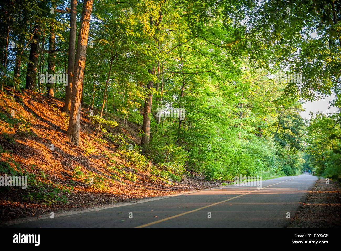 Eine Farbfotografie zeigt eine ländliche Bäumen gesäumten Straße in späten Tag Sonne. Stockfoto