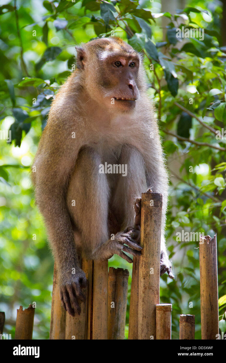 Affen gehen auf einem Zaun in der Nähe von Hut Phra Nang in Railay. Stockfoto