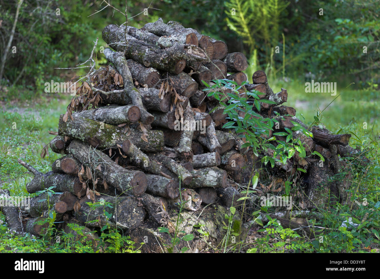 Brennholz Stockfoto