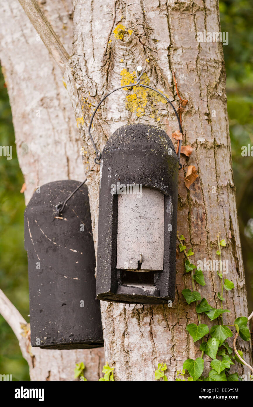 Fledermauskästen auf einen Baum im Vereinigten Königreich Stockfoto
