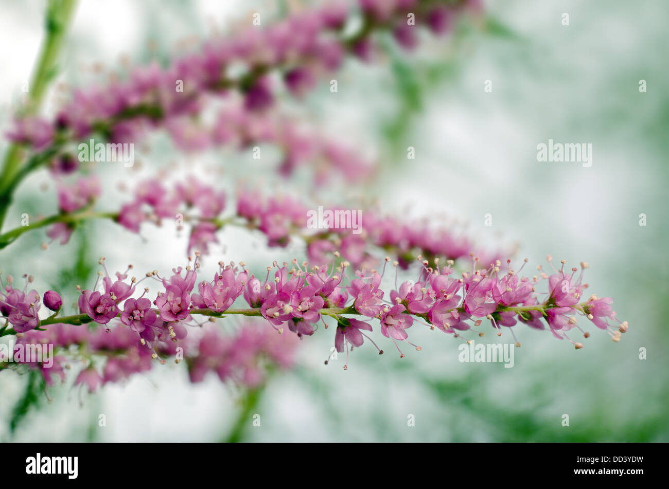 Nahaufnahme der Tamariske Blumen. Geringe Schärfentiefe Stockfoto