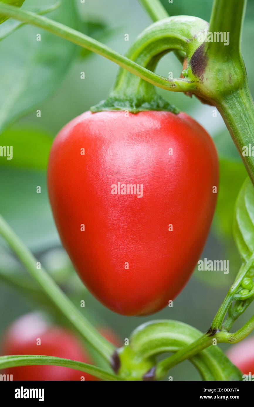 Capsicum Annum "Cherry Bomb". Chilli auf Pflanze wachsen. Stockfoto