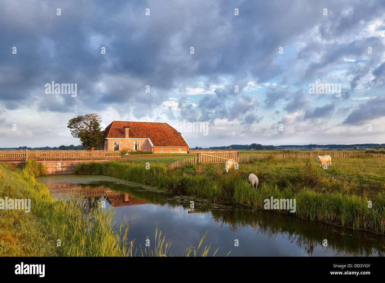 grasender Schafe auf der Weide von Bauernhaus, Holland Stockfoto