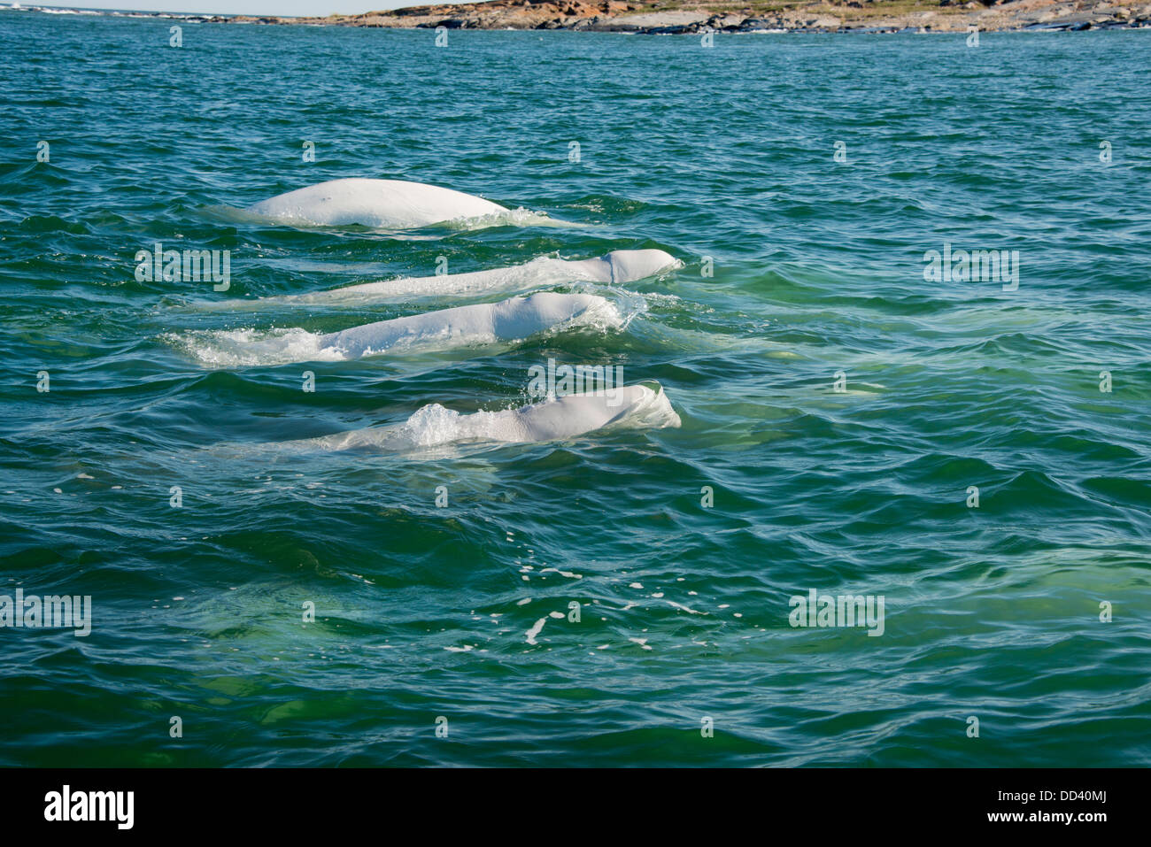 Kanada, Manitoba, Churchill. Churchill River Mündung, Herde von Beluga Wale (Delphinapterus Leucas). Stockfoto