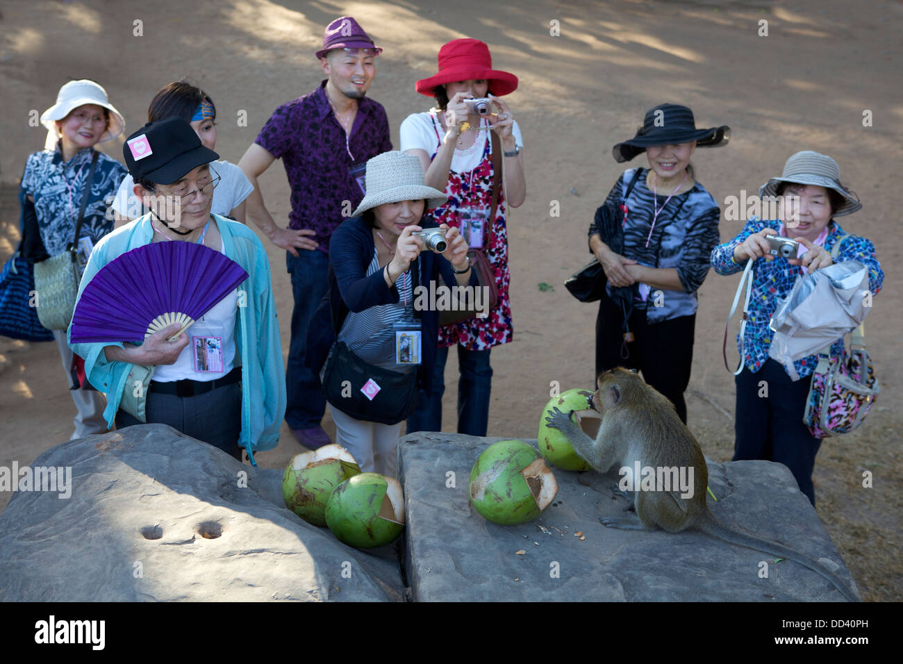 Japanische Touristen fotografieren einen Affen essen eine Kokosnuss in Angkor Wat, Kambodscha Stockfoto