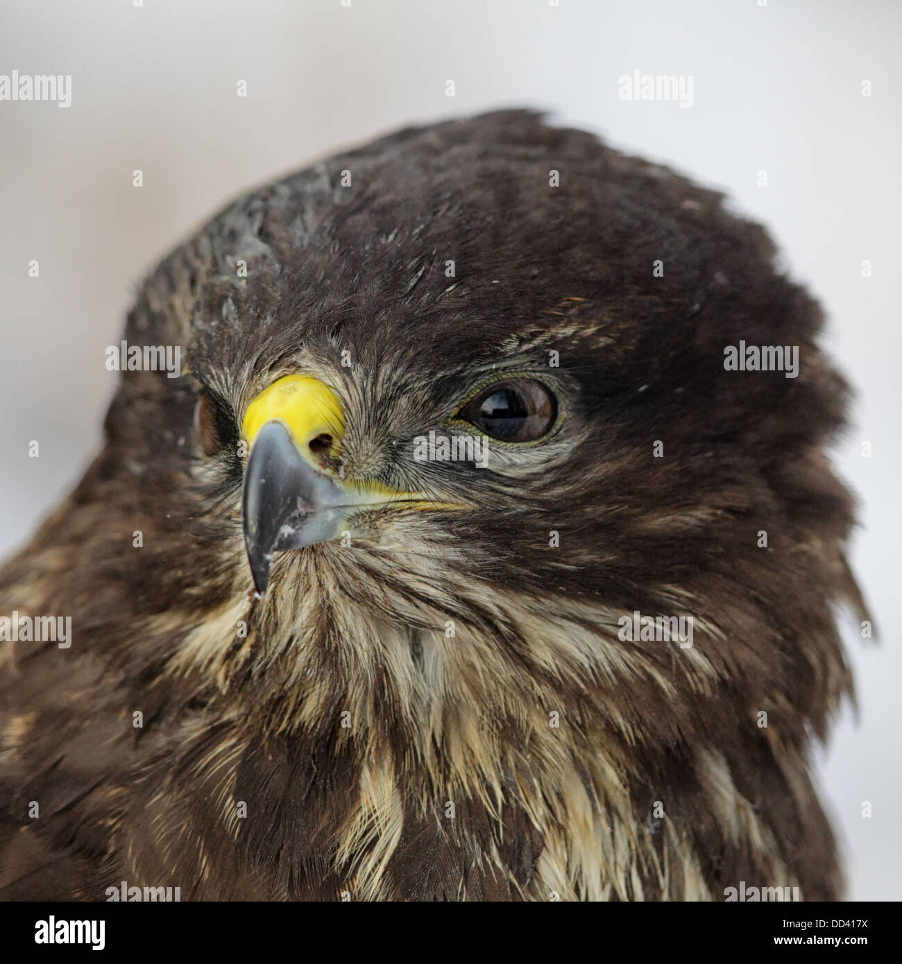 Nahaufnahme von einem Mäusebussard (Buteo Buteo). Stockfoto