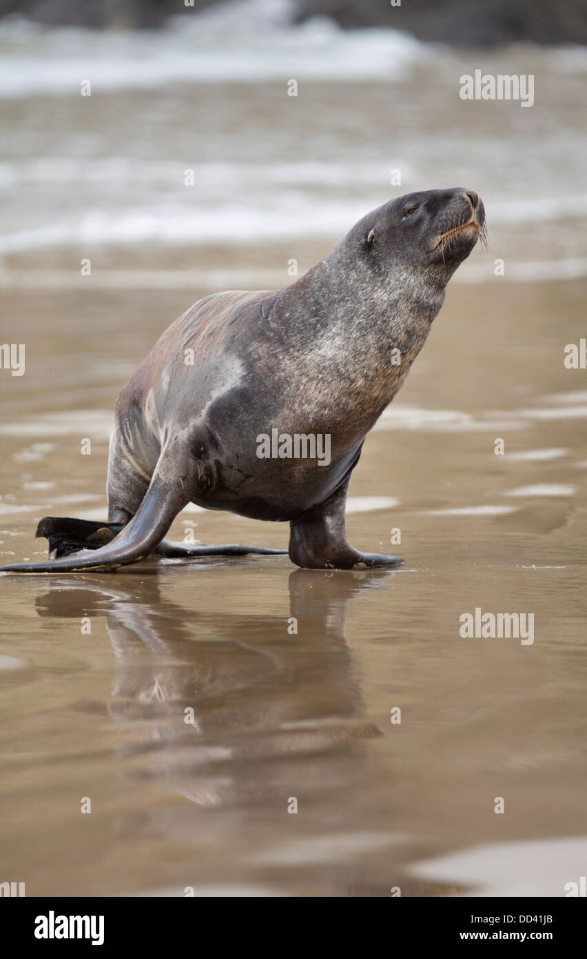 Neuseeland Seelöwe - Phocarctos Hooken-, Cannibal Bay, Südinsel, Neuseeland Stockfoto