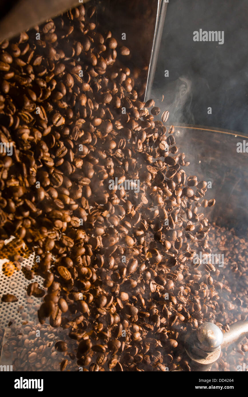 Geröstete Kaffeebohnen wird von der Rösterei Trommel gekippt Stockfoto